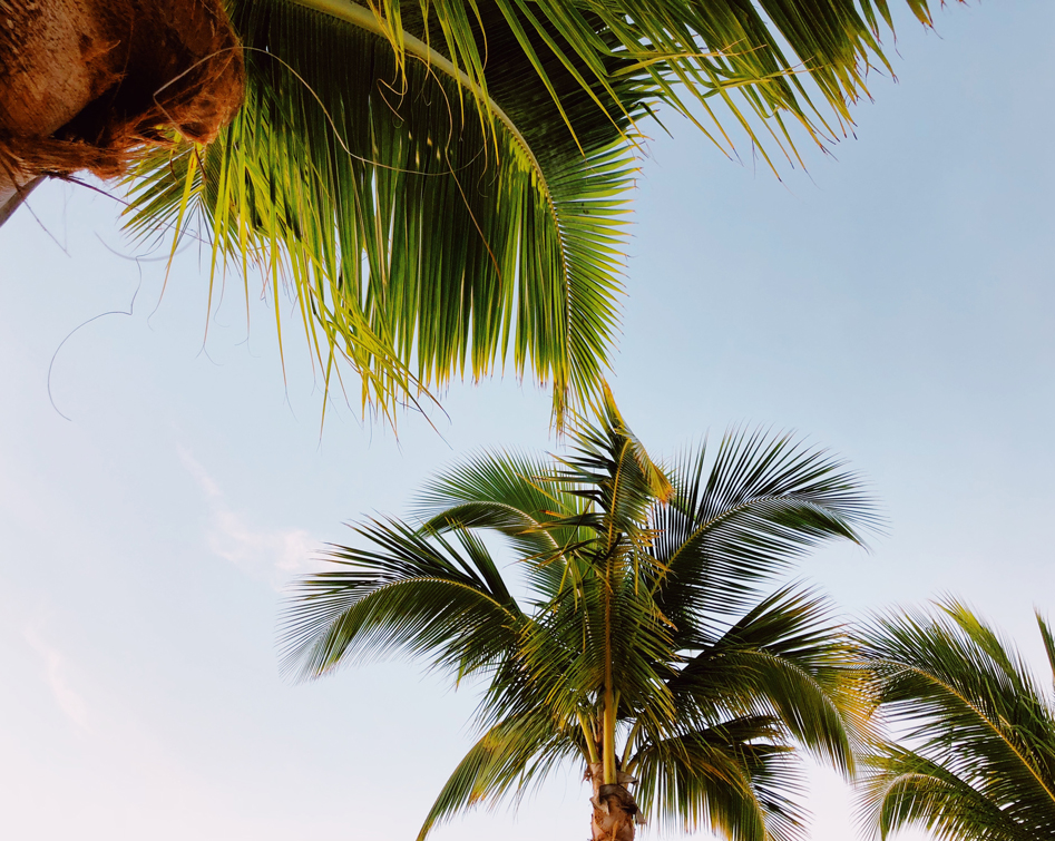 Dezember auf...Mauritius Strand mit Palmen